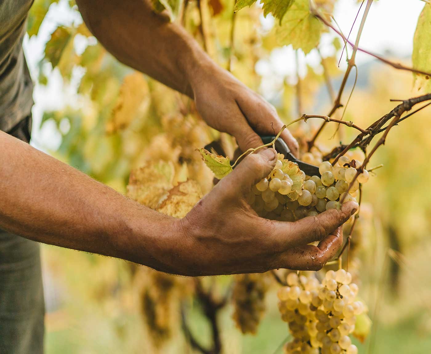 Winemakers show you how to properly drink prosecco