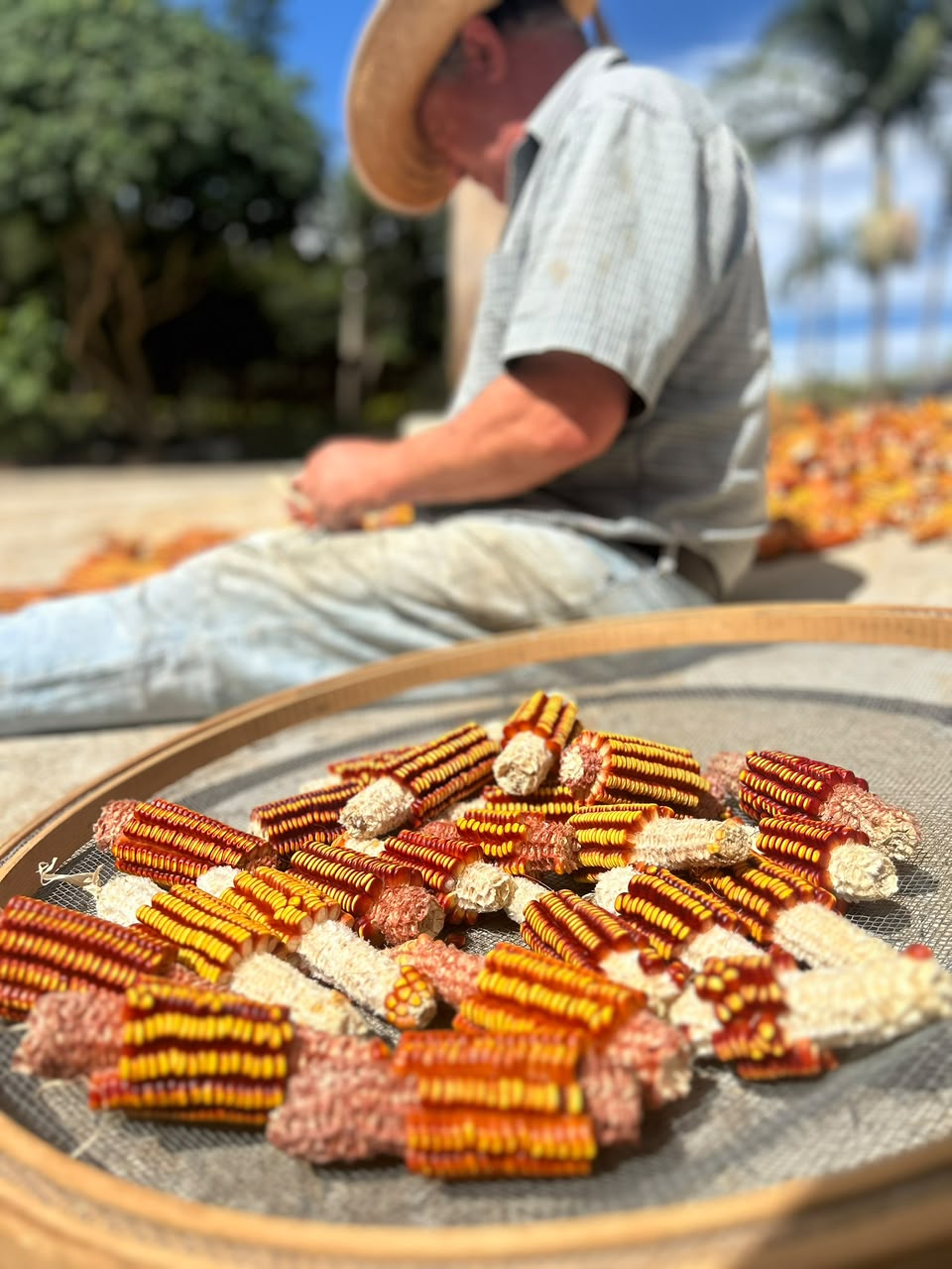 Fubá de Milho Crioulo Campanari 500g - Imagem 4